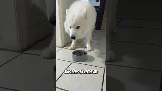 The Truth About Dogs And Cats#shorts #samoyed #dog #cute #funny