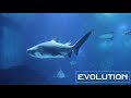 Evolution