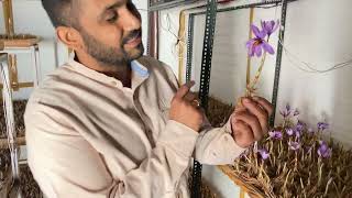 Indoor saffron farming full infrom