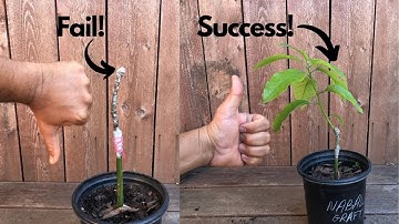 Why Some Grafts Grow and Some Grafts Fail