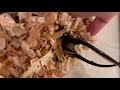 ネプチューンオオカブトが顔を出してくれました！ thumbnail