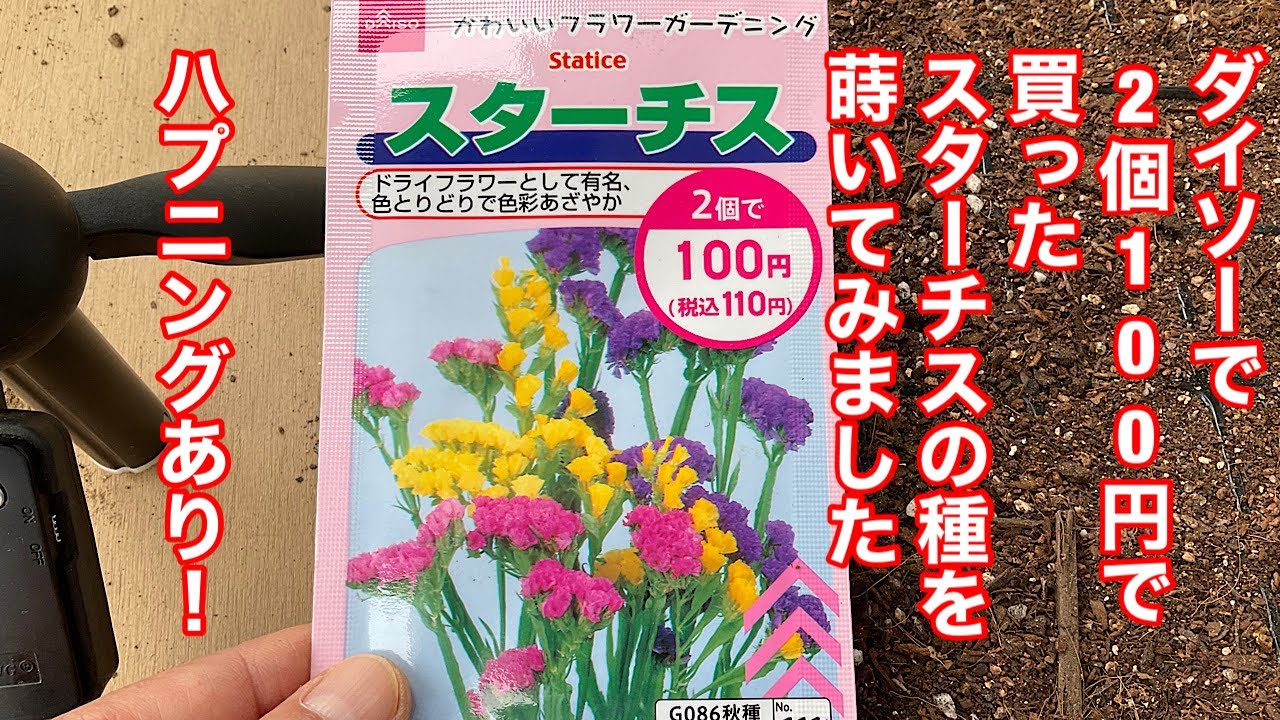 ダイソーで2個１００円の花の種スターチス蒔いてみました ハプニングあり Youtube