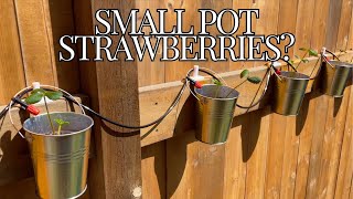 Can you grow strawberries in small hanging containers?  Hydroponics and Gardening