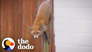 Feisty Fox Stuck In A Fence Gets Rescued | The Dodo