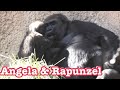 Gorilla 🌸 Angela Is  seeing visitors🌸 Rapunzel’s cute face 🔆 Los Angeles Zoo