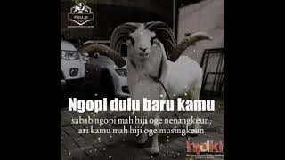 story WA domba garut