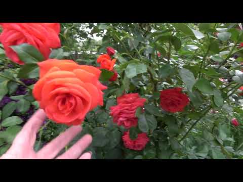 Vídeo: Com Fer Roses A Partir De Tomàquets