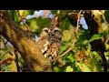 Little Owl, Bradgate Park, Leicestershire, England.