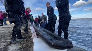 Watch now: A 1,200-year-old dugout canoe is raised on Lake Mendota