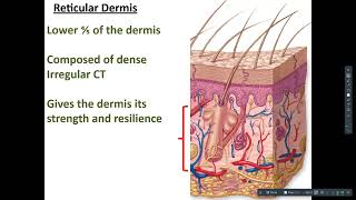 AP1 Lecture Video Integumentary System - Part 2