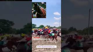PACUAN KUDA BANTUL PIALA RAJA HB KE13#vidioshort #kuda #kudapacuindonesia #pacuankudaindonesia#fyp