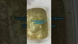 Кормление рачков артемии водорослью наннохлоропсисом 🦠 #exomenu #fishaquarium #аквариум #aquarium