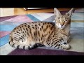 Living with Savannah cat