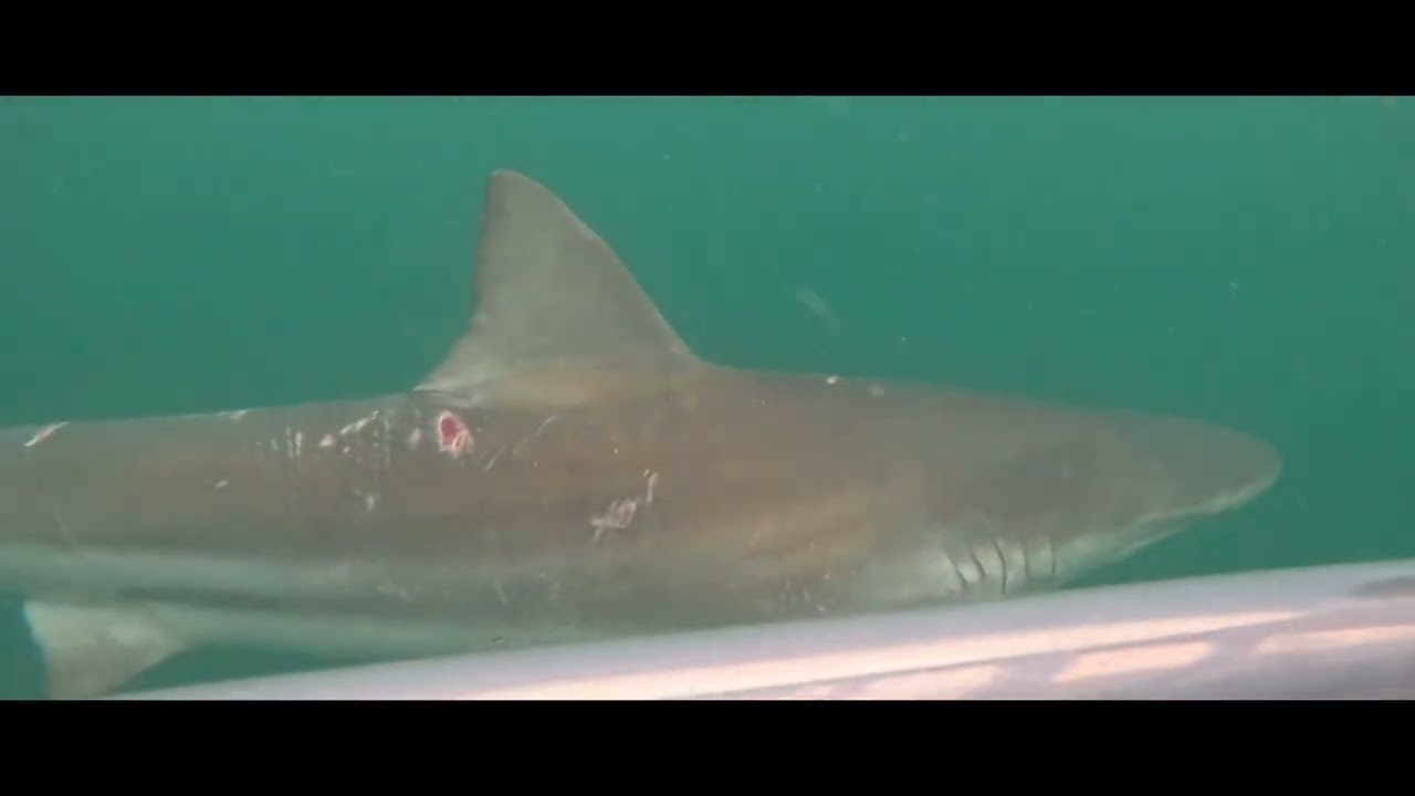 Apex Shark Expeditions in S.A.