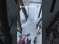 #keşfet #viral #viralvideo #ytshorts #ytshorts #trending #reels #sivas  #shortvideo  #youtubeshorts