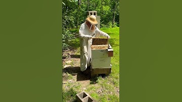 2 Reasons We Shake Bees Off Frames #honey #farming #homestead