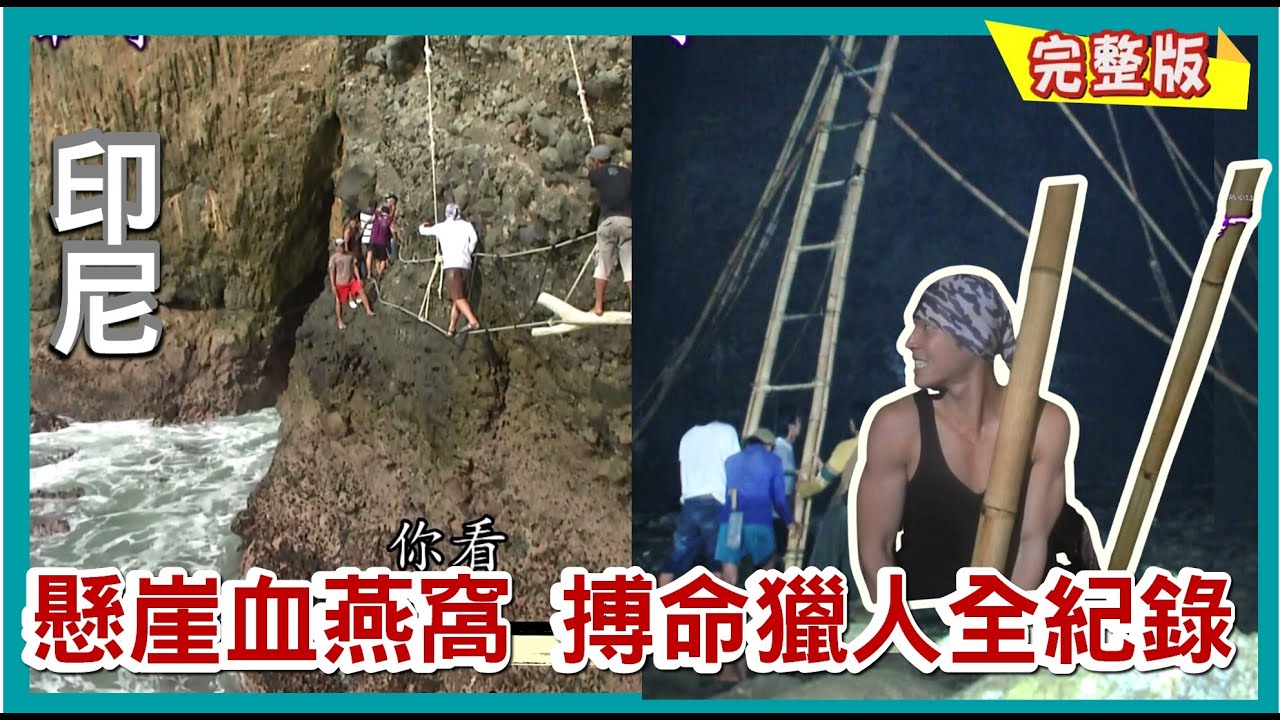 【印尼】龍蝦泡麵/退潮限定 懸崖上賭命的血燕窩獵人/五層樓天梯 快打部隊採野生燕窩 ｜《世界第一等》690集完整版