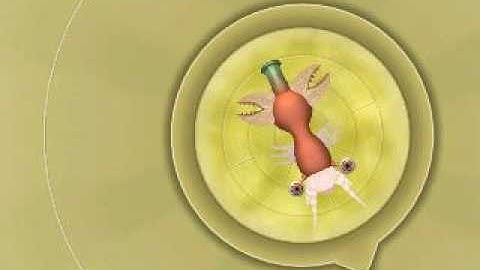 Spore all the parts of the secret cell editor