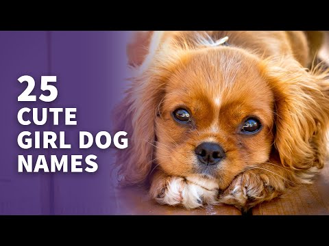 25 CUTE Girl Dog Names (Cutest Names For Your Female Pup)