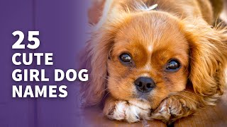 25 CUTE Girl Dog Names (Cutest Names For Your Female Pup)