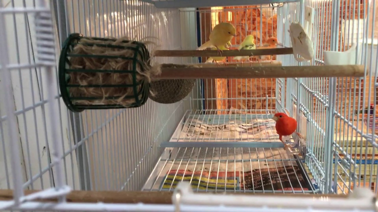 Red Factor Babies are Yellow?