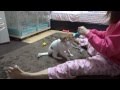 パピヨン６カ月弱チョコと遊ぶ
