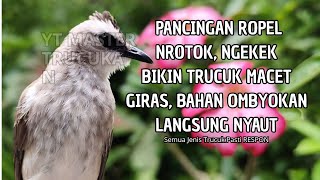 Download Lagu Trucukan GACOR ngalas ROPEL PANJANG suara alam AMPUH buat pancingan jadikan trucuk Gacor GARUDA MP3
