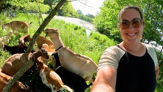 Homestead Life This Week: Goat Walk, Garden Projects &amp; My First Swiss Cheese!