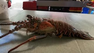MERCADO DE PESCADOS Y MARISCOS LA PUNTILLA EN TAMPICO TAMAULIPAS #vamos por más mucho más
