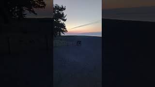 Onde o sol toca o mar e as silhuetas dos pinheiros emolduram o gigante sagrado. #amanhecerperfeito