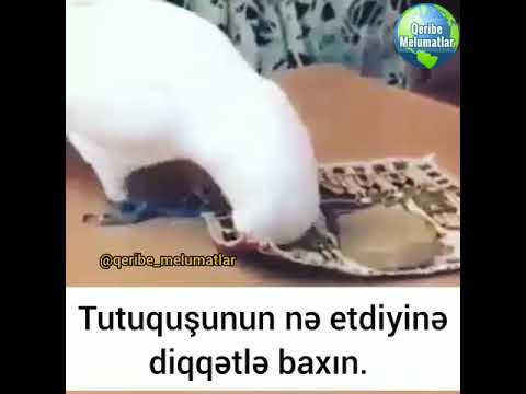 NAMAZ QILAN TUTUQUŞU!