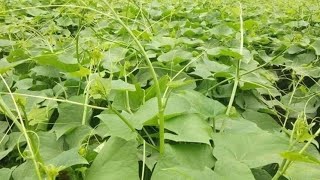 Làm giàu nhờ mô hình trồng rau su su sạch screenshot 3
