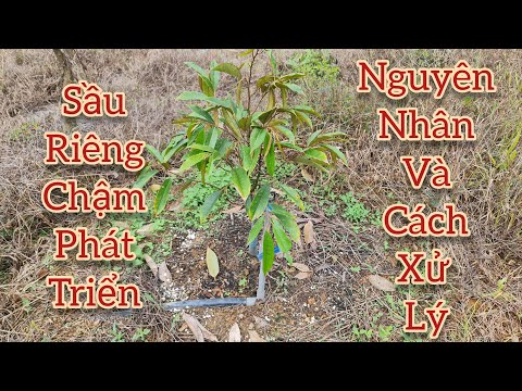 Video Sầu Riêng Chậm Phát Triển: Nguyên Nhân Và Cách Xử Lý |... - youtube