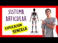 ❗TIPOS DE ARTICULACIONES del cuerpo humano y sus MOVIMIENTOS (parte 1) FACIL