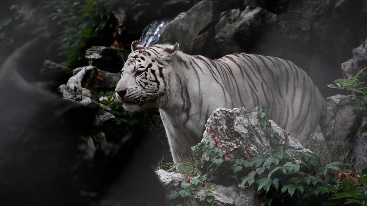 JEZIVA priča iz beogradskog Zoo vrta: Čuvar ušao u kavez sa TIGROM, a onda je počela drama