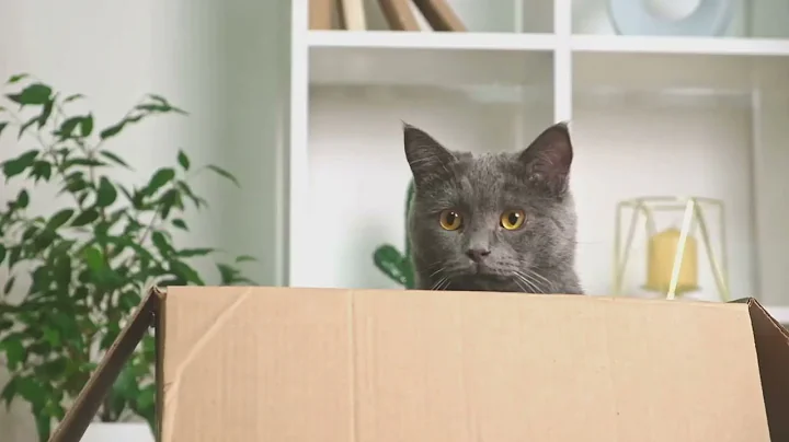 Watch the video about The World of Minuet cats #cat #catlover #pets