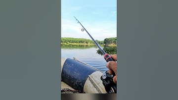 Câu cá chuối sộp tự nhiên#Shorts