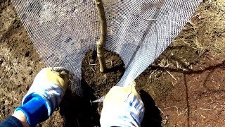 Tree Guards - 3 types of tree protection from rodents