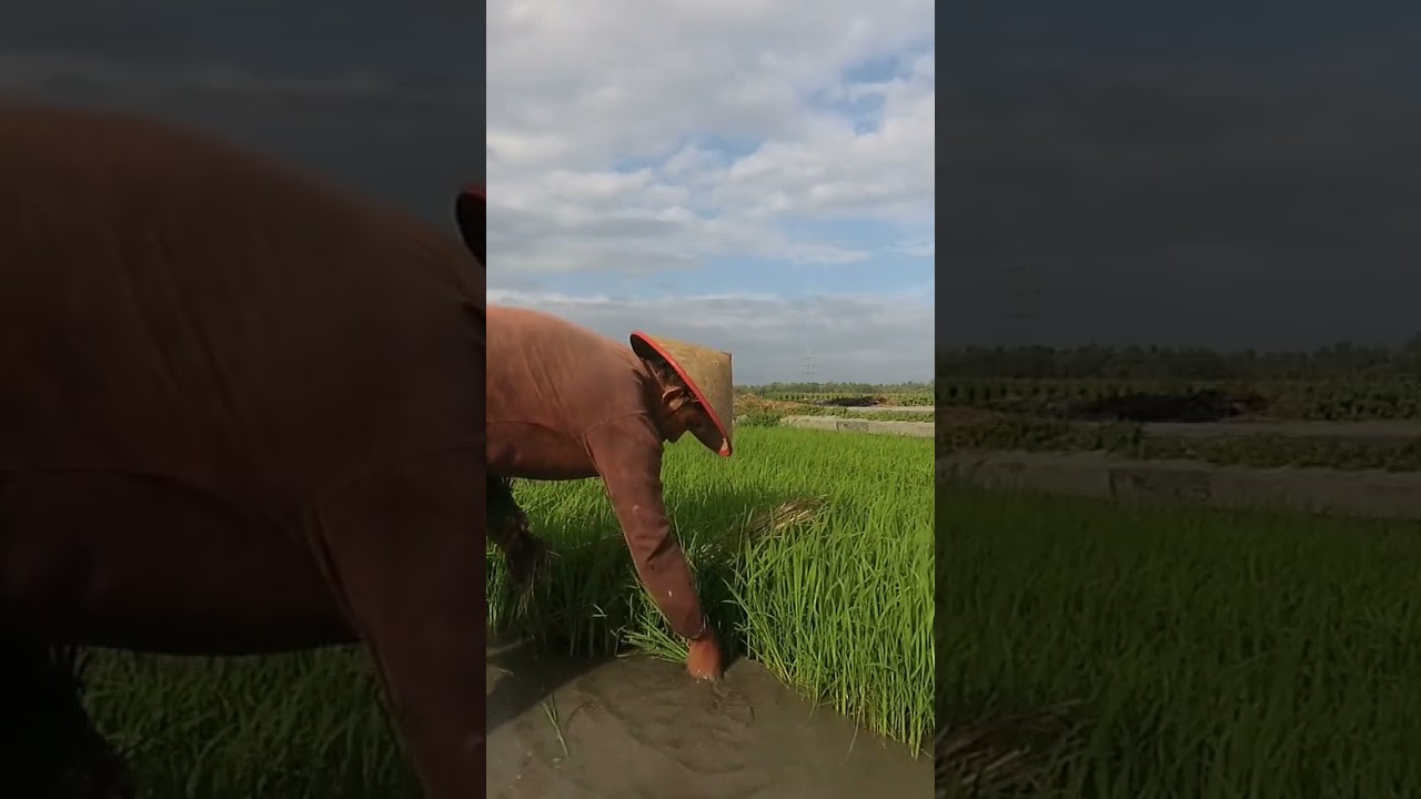 Group of tamil nadu farmers worker