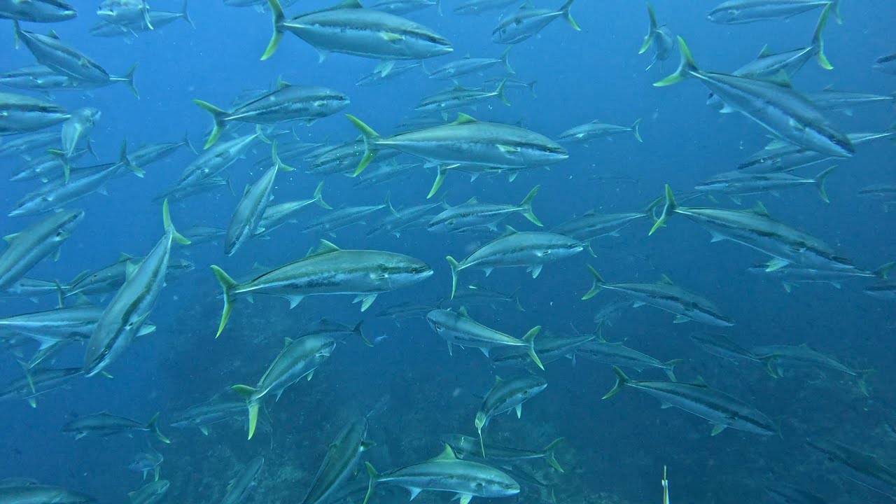 Spearfishing Deep Bluewater Pinnacles In New Zealand