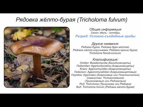 Рядовка жёлто-бурая (Tricholoma fulvum)