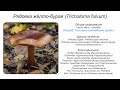Рядовка жёлто-бурая (Tricholoma fulvum)