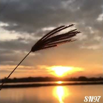 Anima - Bintang story wa