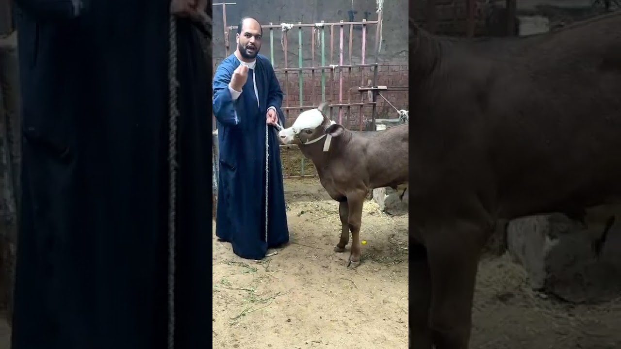 ‏بسعر 13,500 جنيه لازم الفلاح يستثمر البقرة بسعر معزة الكل يحضر 01091804998//٠١٠٢٢٥٣٧٨٤٦