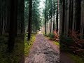 A Quiet Walk Through the Forest