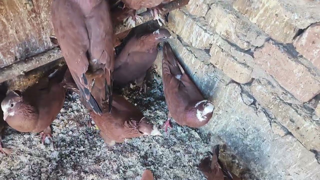 اسويت خانات نقلت الفراغ اطيرت الحمر🕊 صارت معركها بالجو اليوم😂