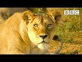 When lions are forced to share food 😯 Serengeti II - BBC