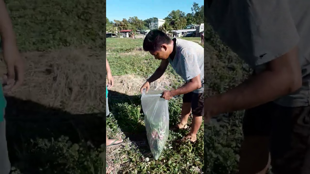 WE HARVEST FOR FREE!😍🥰