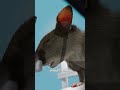 How Rats Are Trained To Play Doom 😮