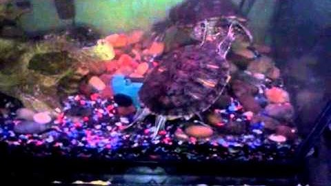 Turtles Mating Ritual